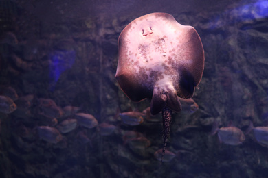 Tropical ray fish swimming in clear aquarium