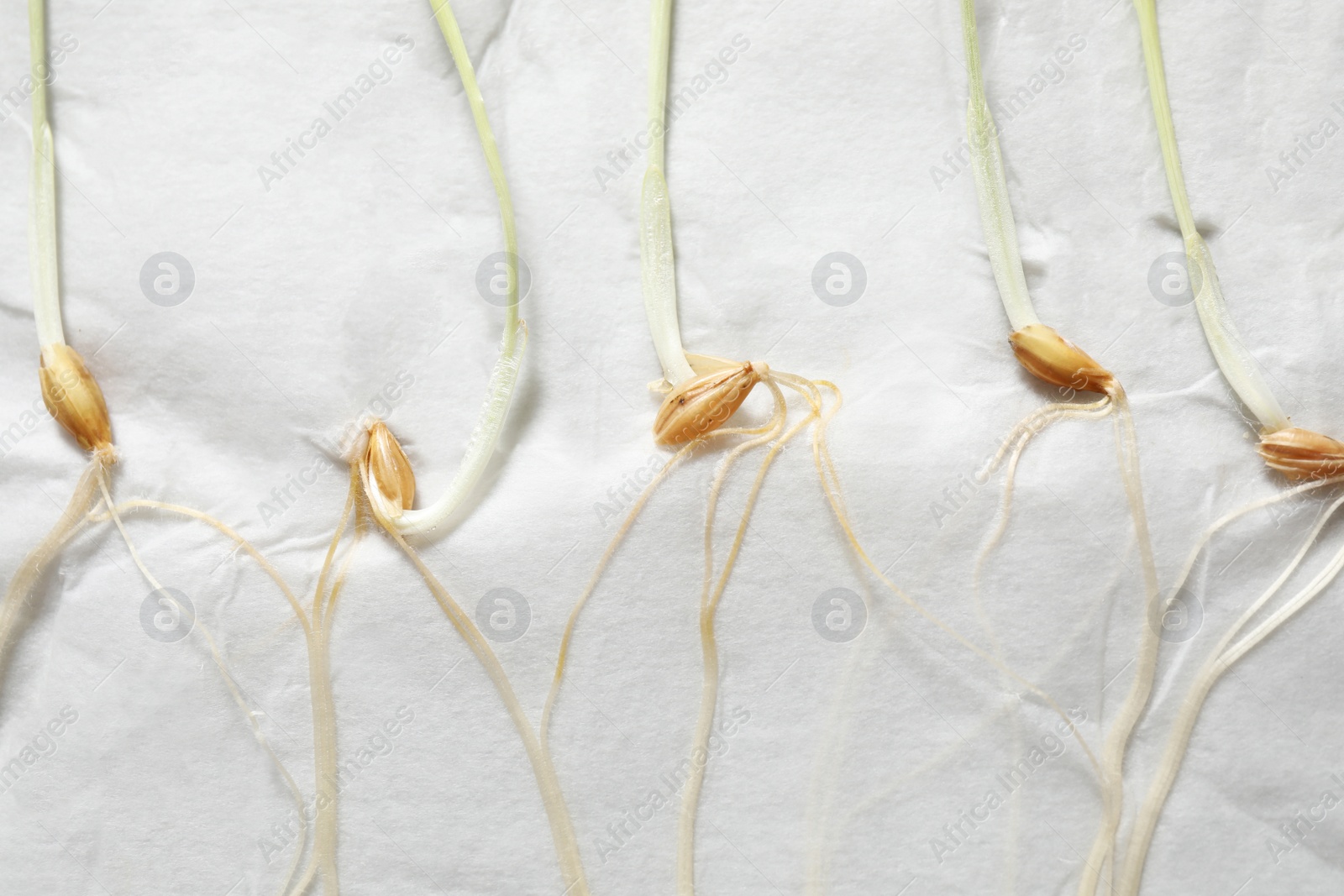 Photo of Young seedlings on paper napkin, closeup. Laboratory research