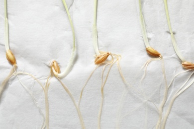 Young seedlings on paper napkin, closeup. Laboratory research