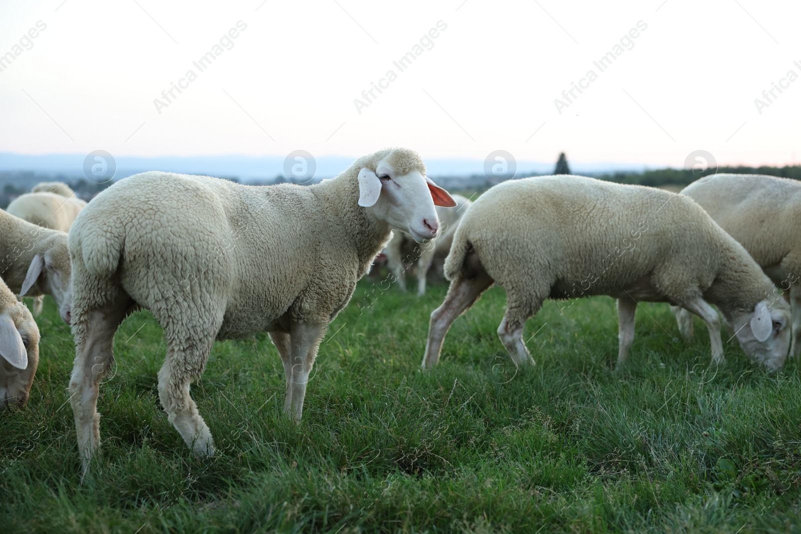 Photo of Cute sheep grazing on green pasture. Farm animals