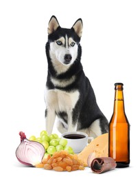 Image of Cute Siberian Husky and group of different products toxic for dog on white background