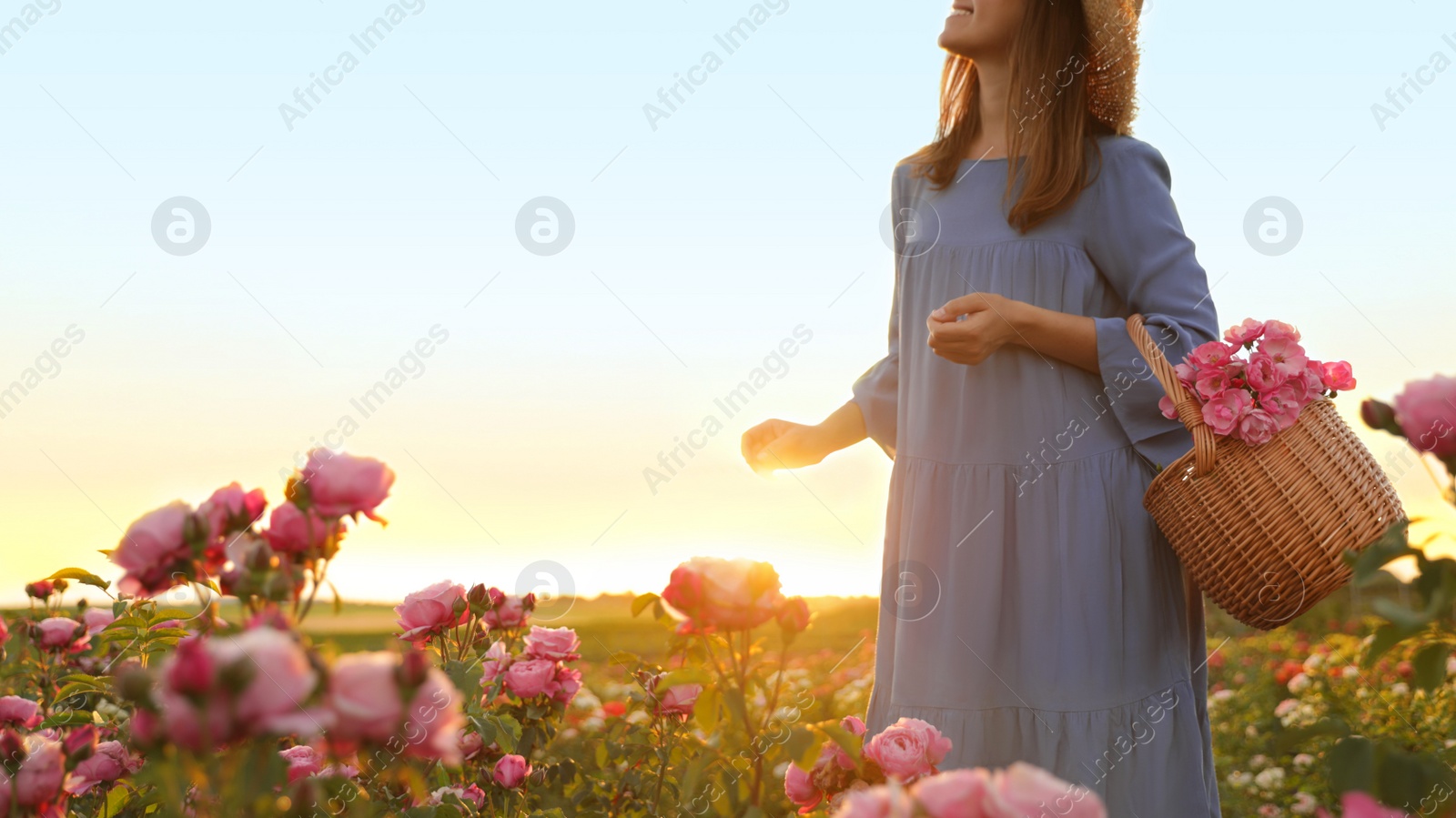 Photo of Woman with basket of roses in beautiful blooming field, closeup