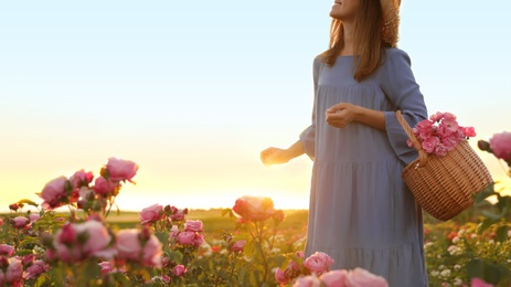 Woman with basket of roses in beautiful blooming field, closeup