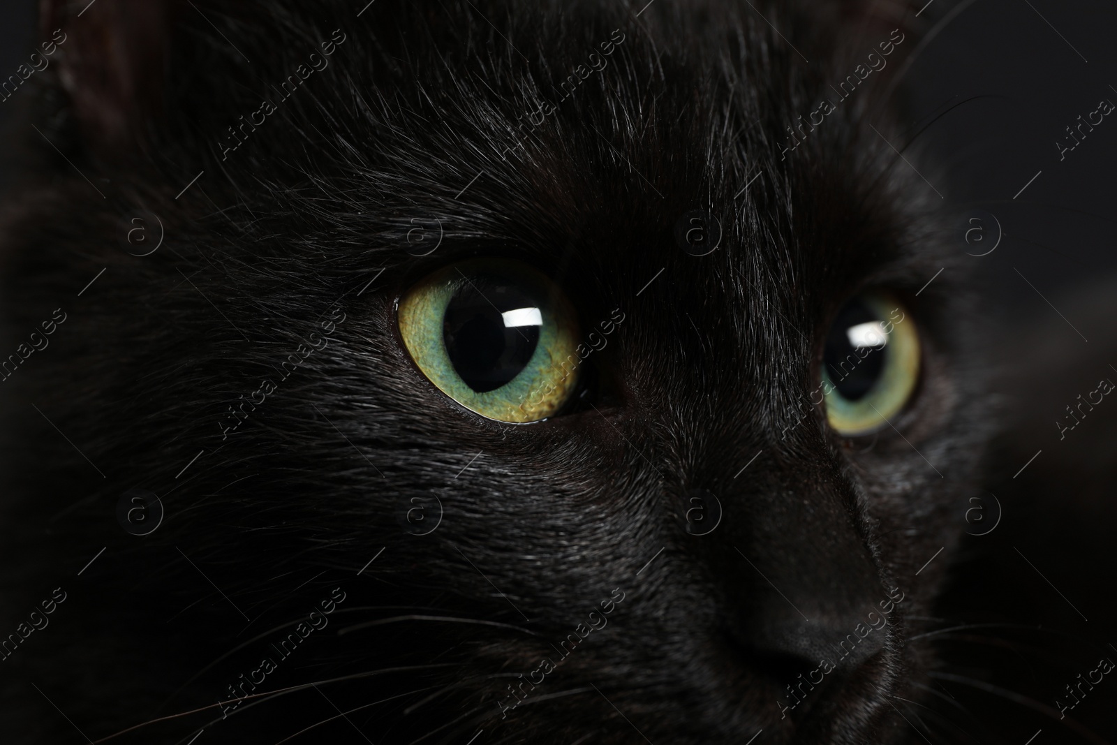 Photo of Black cat with beautiful eyes on dark background, closeup