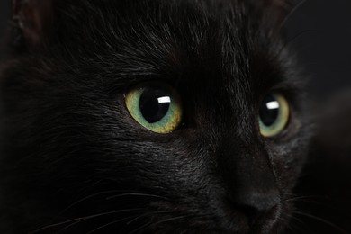 Photo of Black cat with beautiful eyes on dark background, closeup