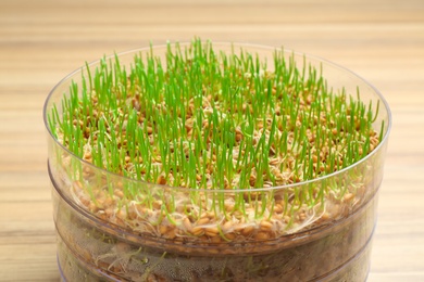 Photo of Fresh wheat grass in sprouter on table, closeup