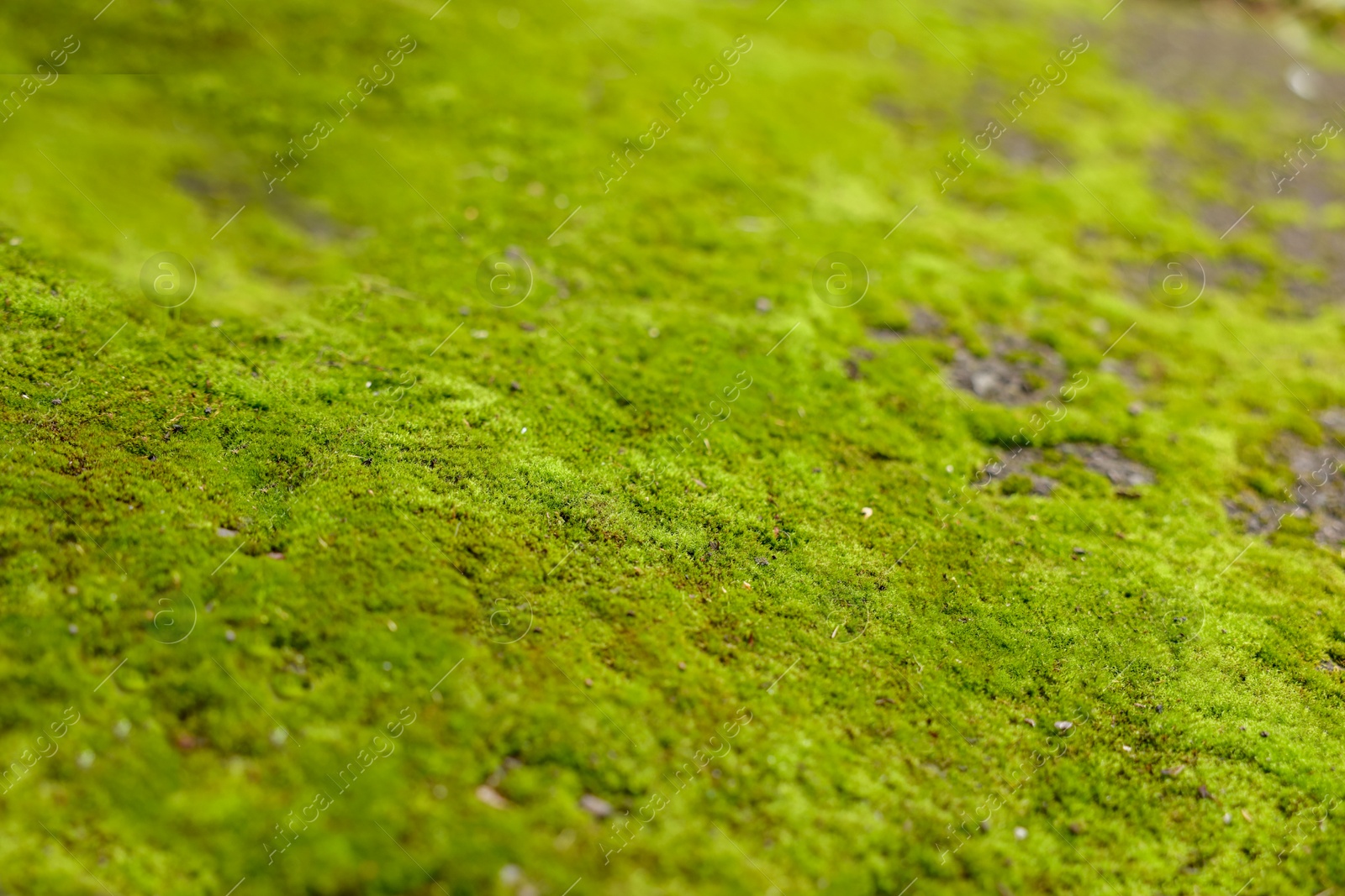 Photo of Textured surface with moss as background, closeup