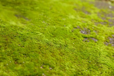 Textured surface with moss as background, closeup