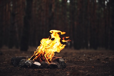 Beautiful bonfire with burning firewood in forest