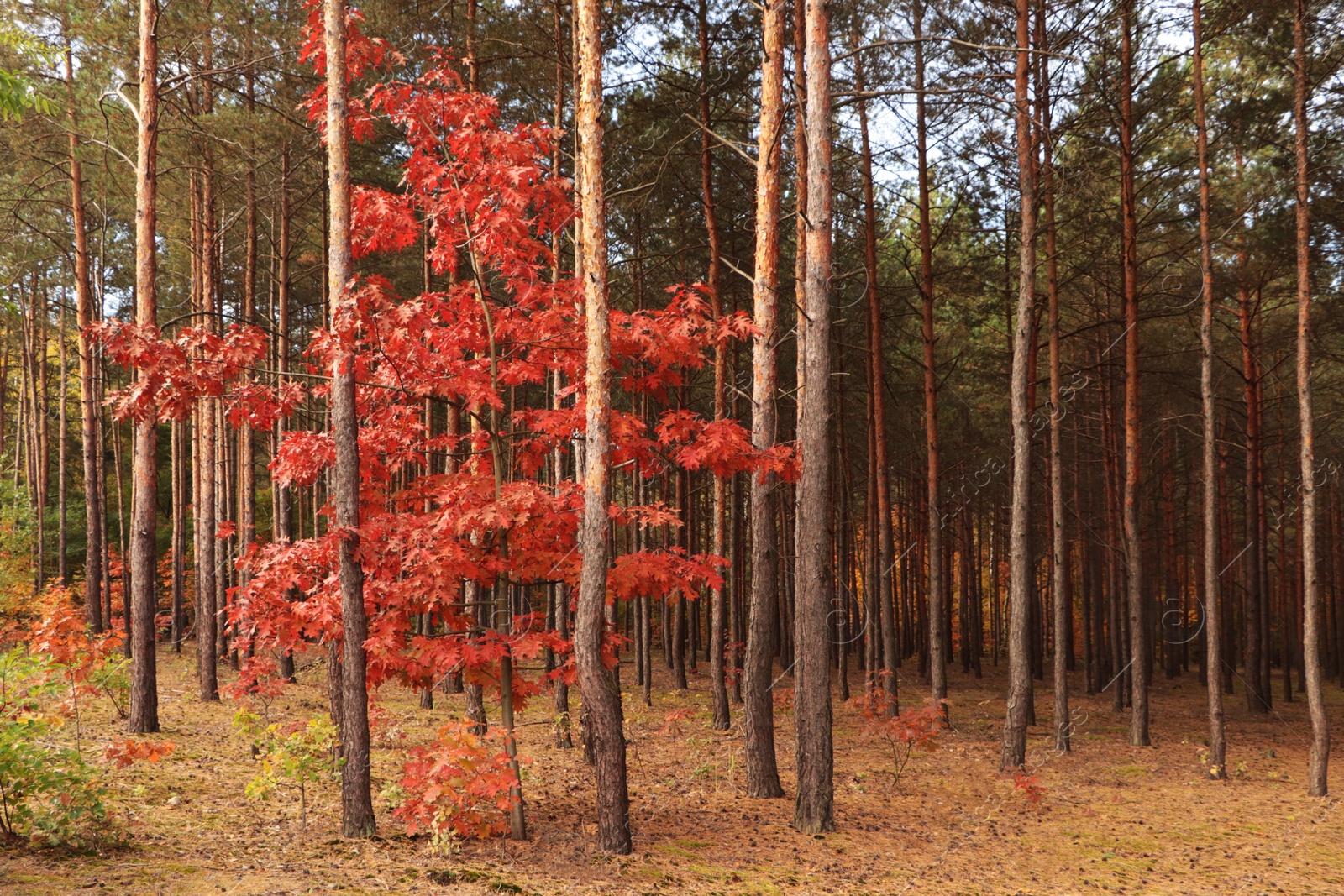 Photo of Beautiful trees with colorful leaves in forest. Autumn season