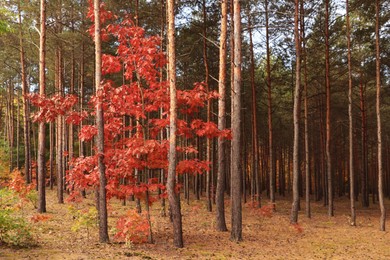 Photo of Beautiful trees with colorful leaves in forest. Autumn season
