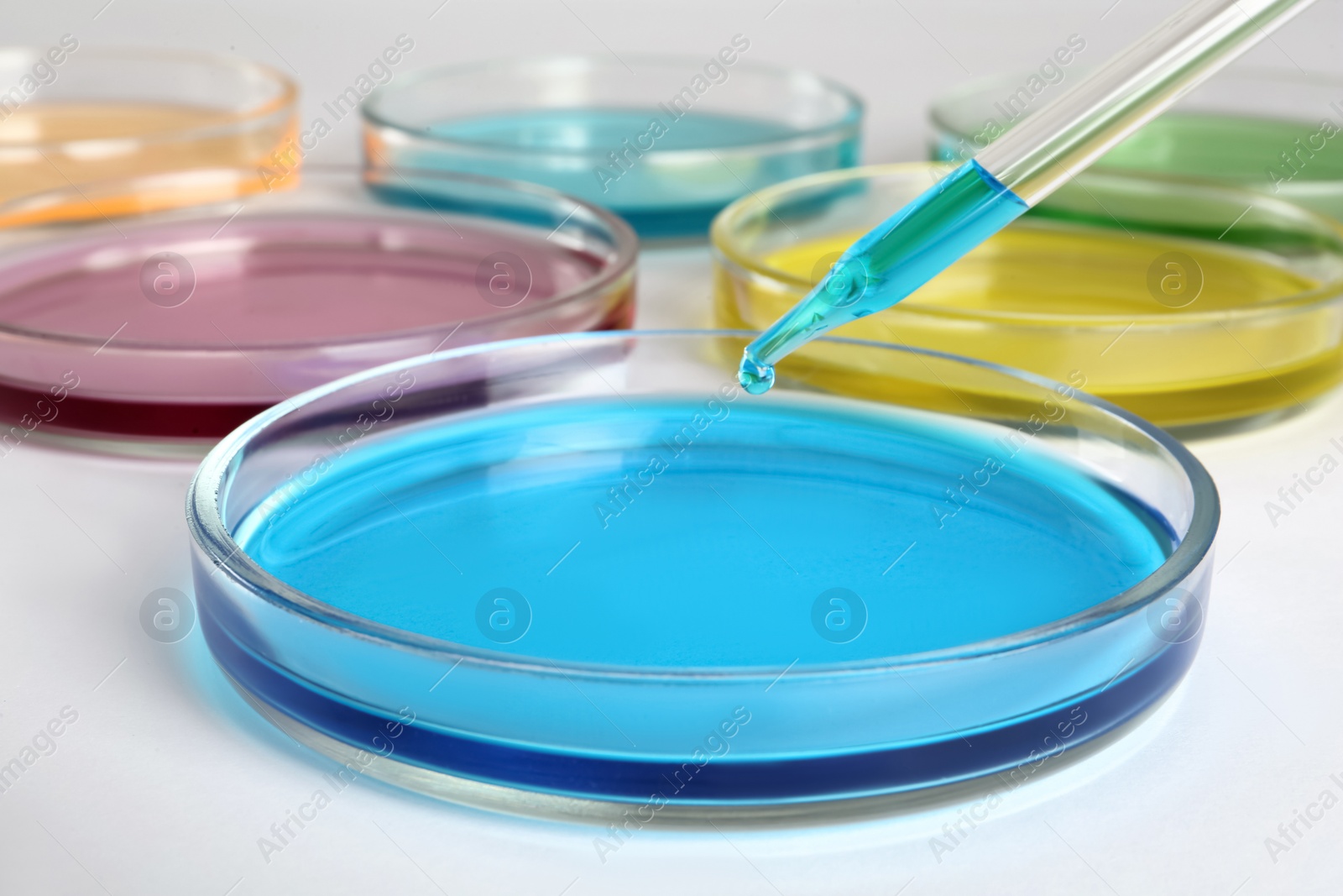 Photo of Dripping light blue liquid into Petri dish on white background, closeup