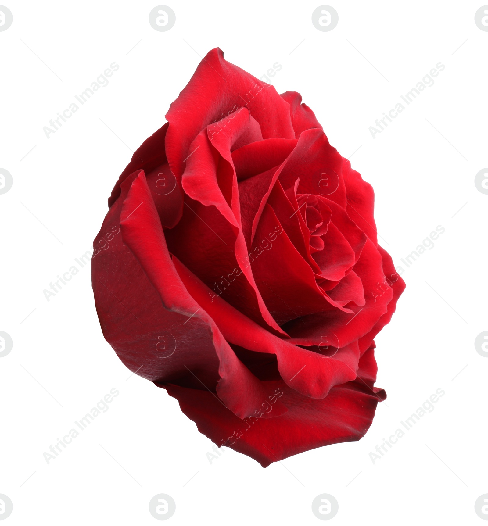 Photo of Beautiful fresh red rose isolated on white