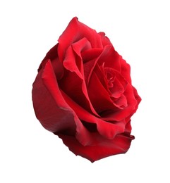 Photo of Beautiful fresh red rose isolated on white