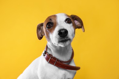 Adorable Jack Russell terrier with collar on yellow background