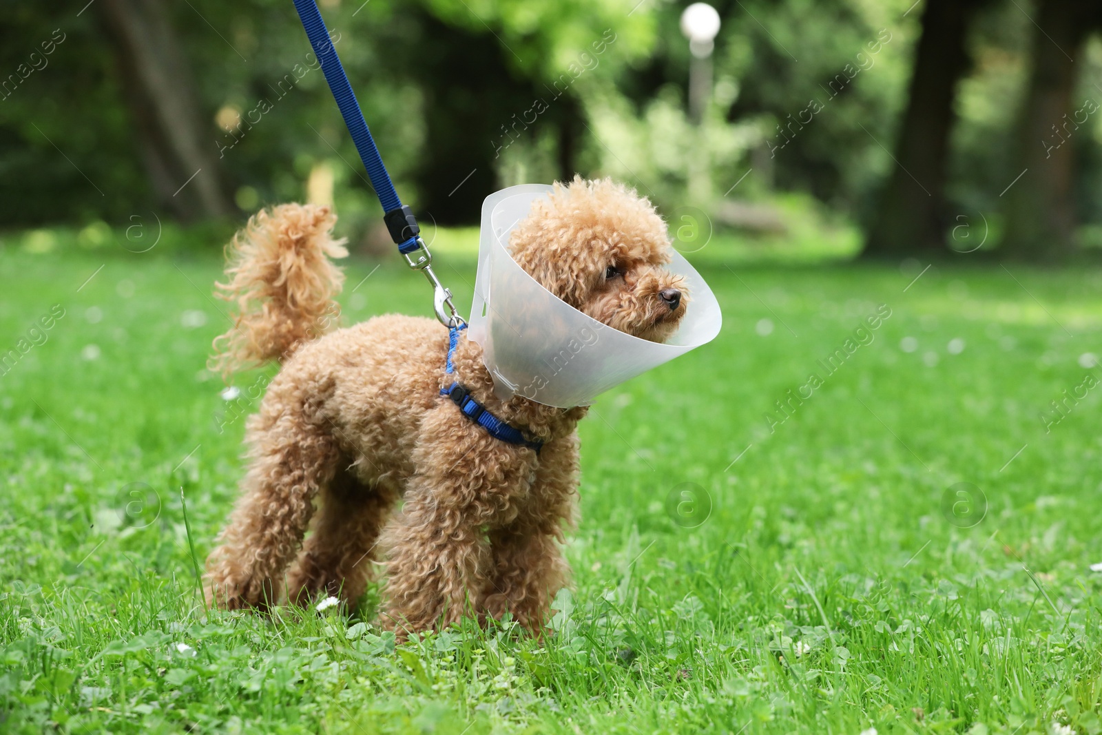 Photo of Cute Maltipoo dog with Elizabethan collar on green grass outdoors, space for text