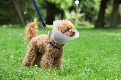 Photo of Cute Maltipoo dog with Elizabethan collar on green grass outdoors, space for text