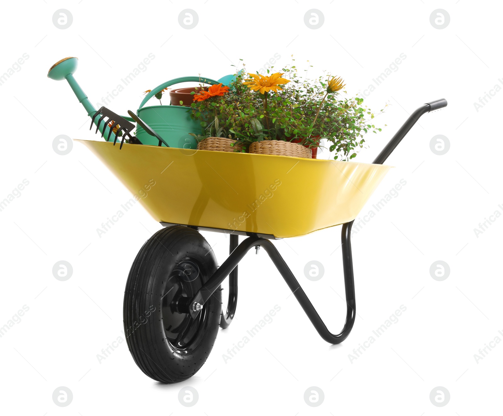 Photo of Wheelbarrow with flowers and gardening tools isolated on white