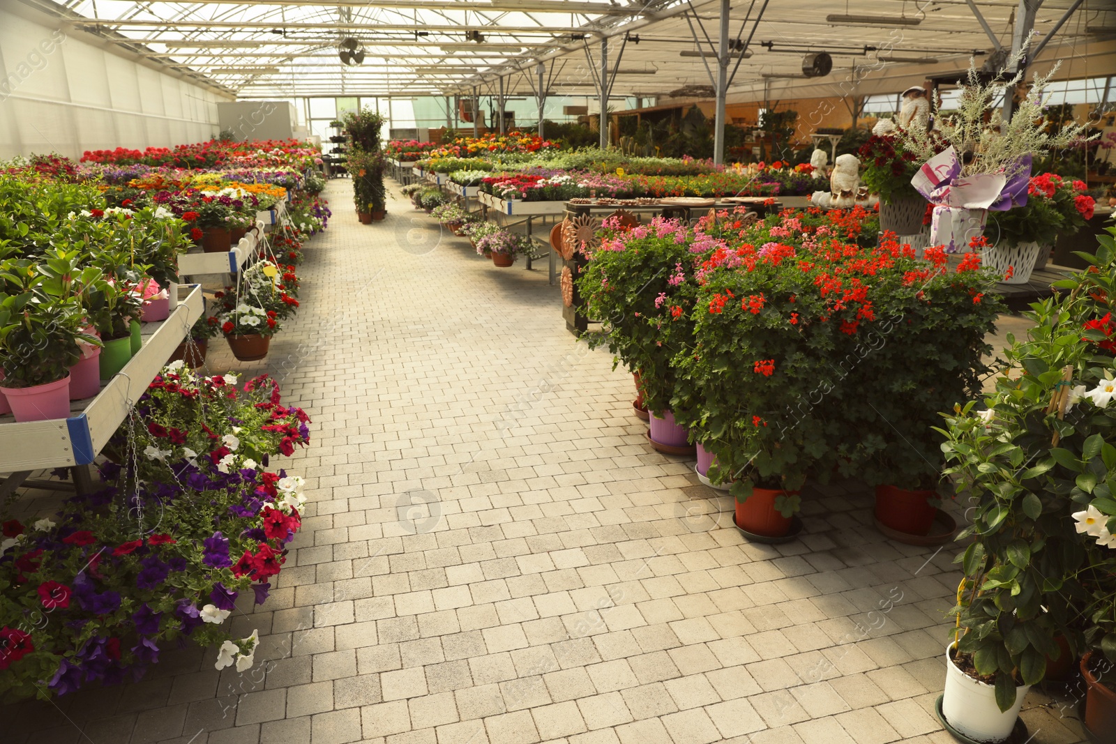 Photo of Garden center with many different blooming plants