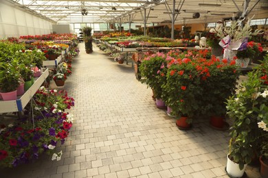 Photo of Garden center with many different blooming plants