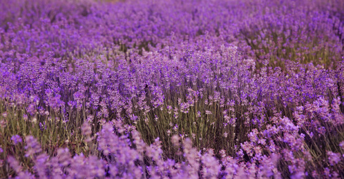 Field of fragrant lavender flowers, banner design  