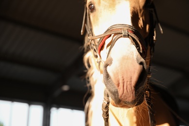 Closeup view of horse with bridle in stabling. Beautiful pet