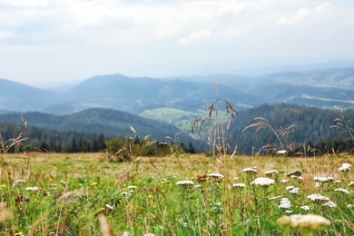 Photo of Picturesque landscape with wildflowers in meadow and mountain forest on background