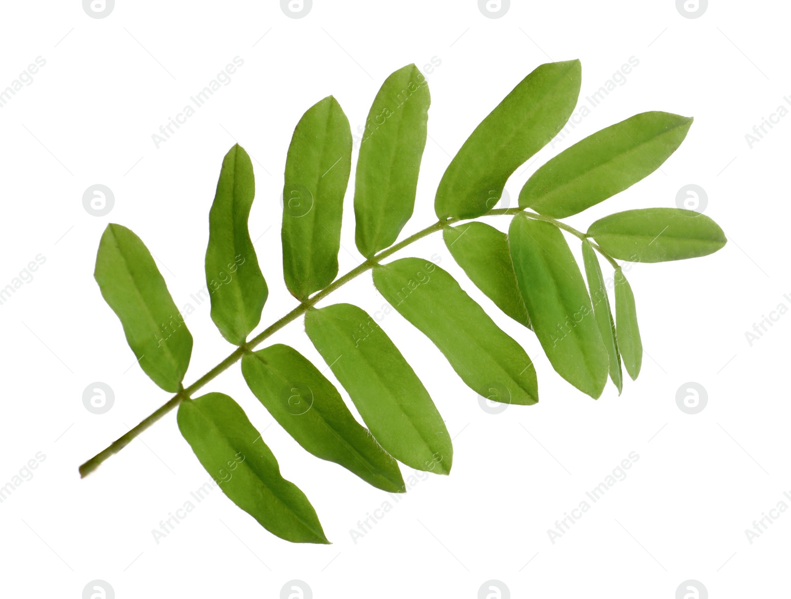 Photo of Tamarind branch with green leaves on white background