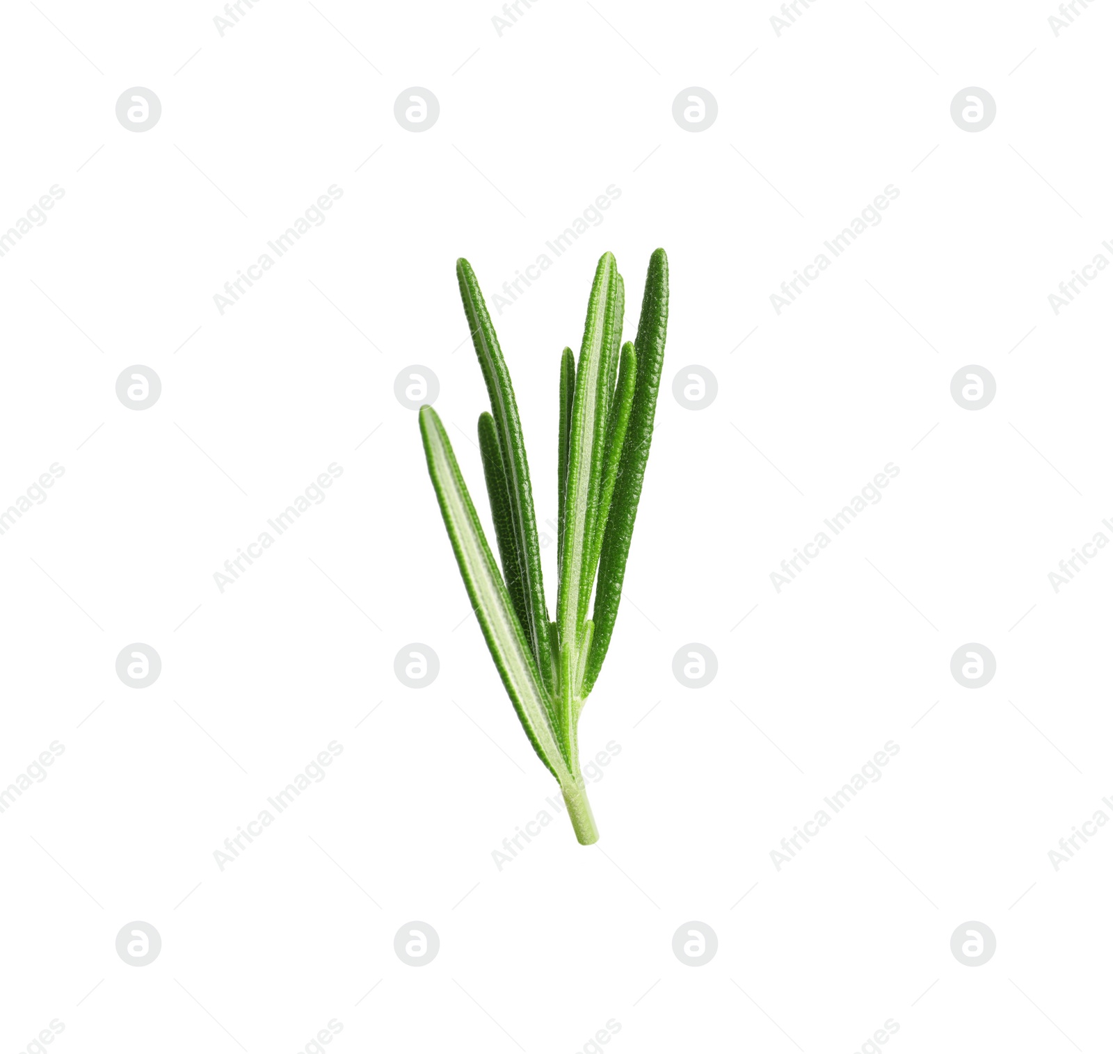 Photo of Sprig of fresh rosemary isolated on white