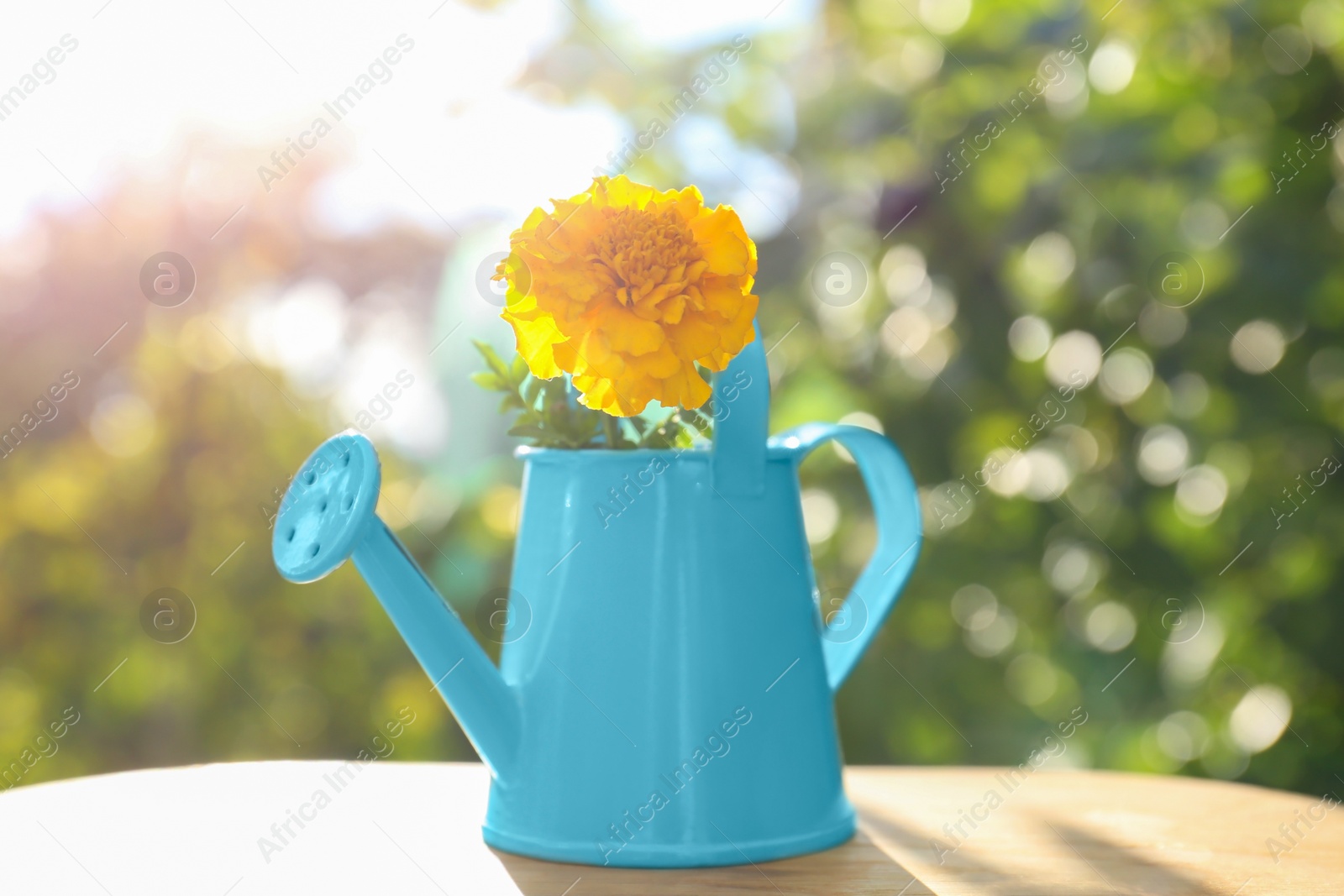 Photo of Beautiful marigold in watering can on wooden table outdoors