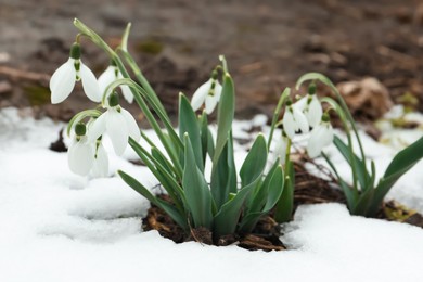 Beautiful blooming snowdrops growing outdoors. Spring flowers