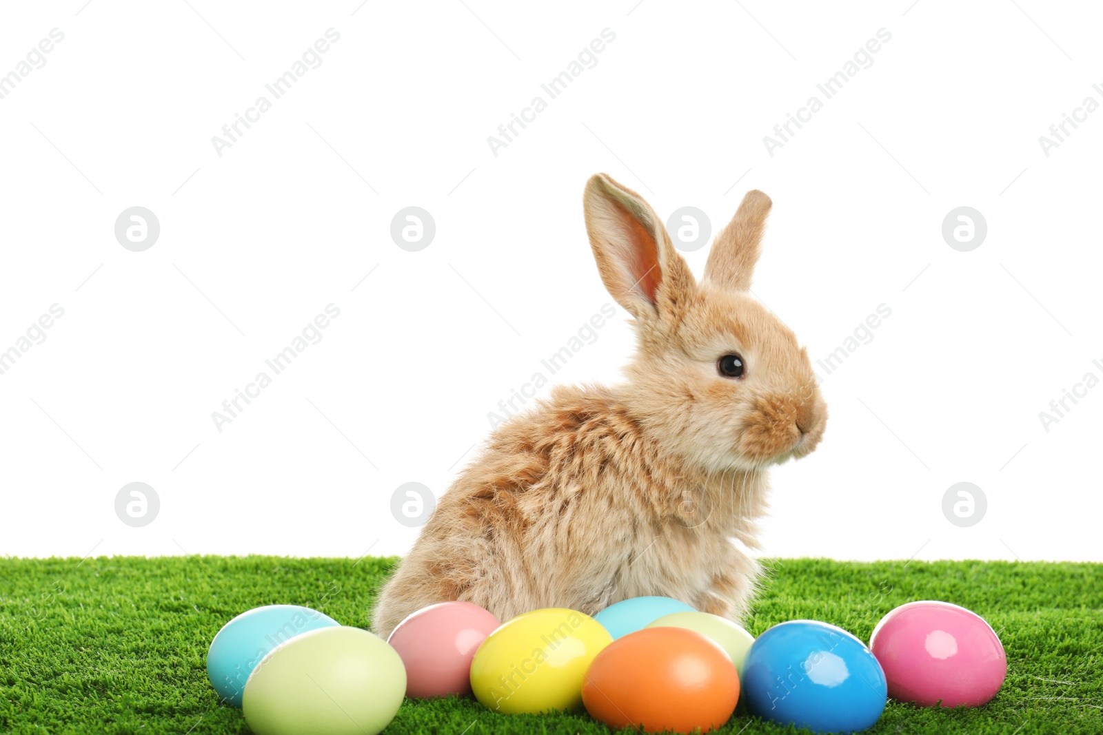 Photo of Adorable furry Easter bunny and dyed eggs on green grass against white background