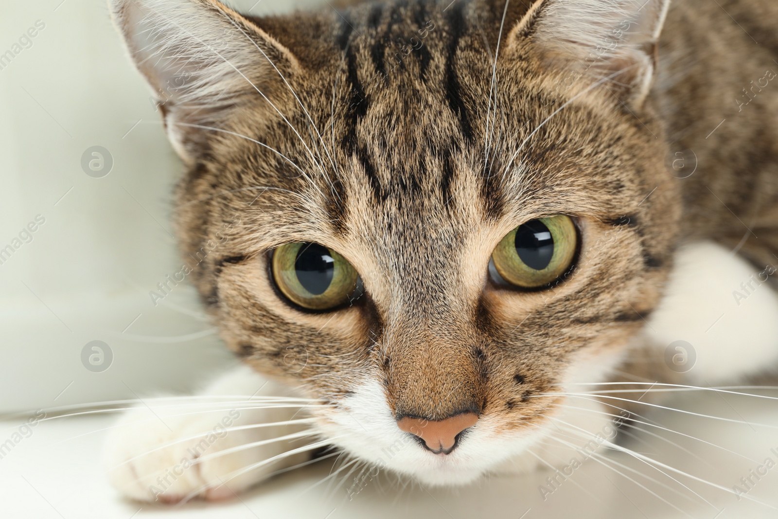 Photo of Closeup view of cute tabby cat with beautiful eyes