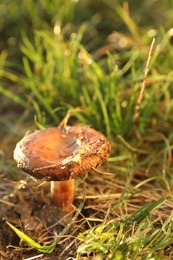One mushroom growing in forest on sunny day, closeup. Space for text