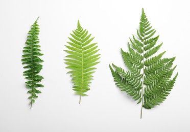 Photo of Different types of fern leaves on white background, top view