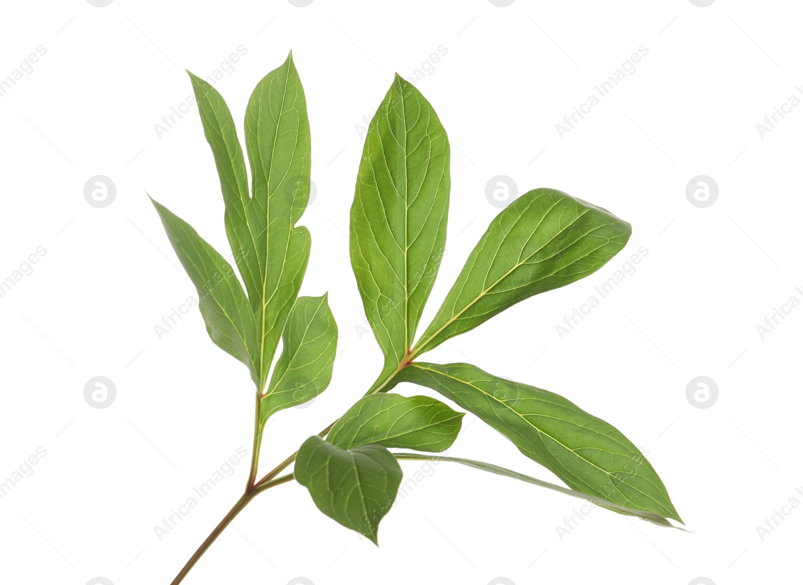 Photo of Fresh green peony leaves on white background