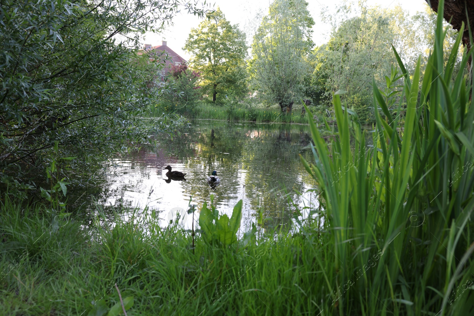 Photo of Beautiful view of wild ducks swimming in river outdoors