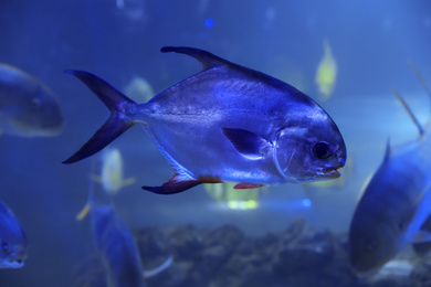 Photo of Palometa fish swimming in clear aquarium water