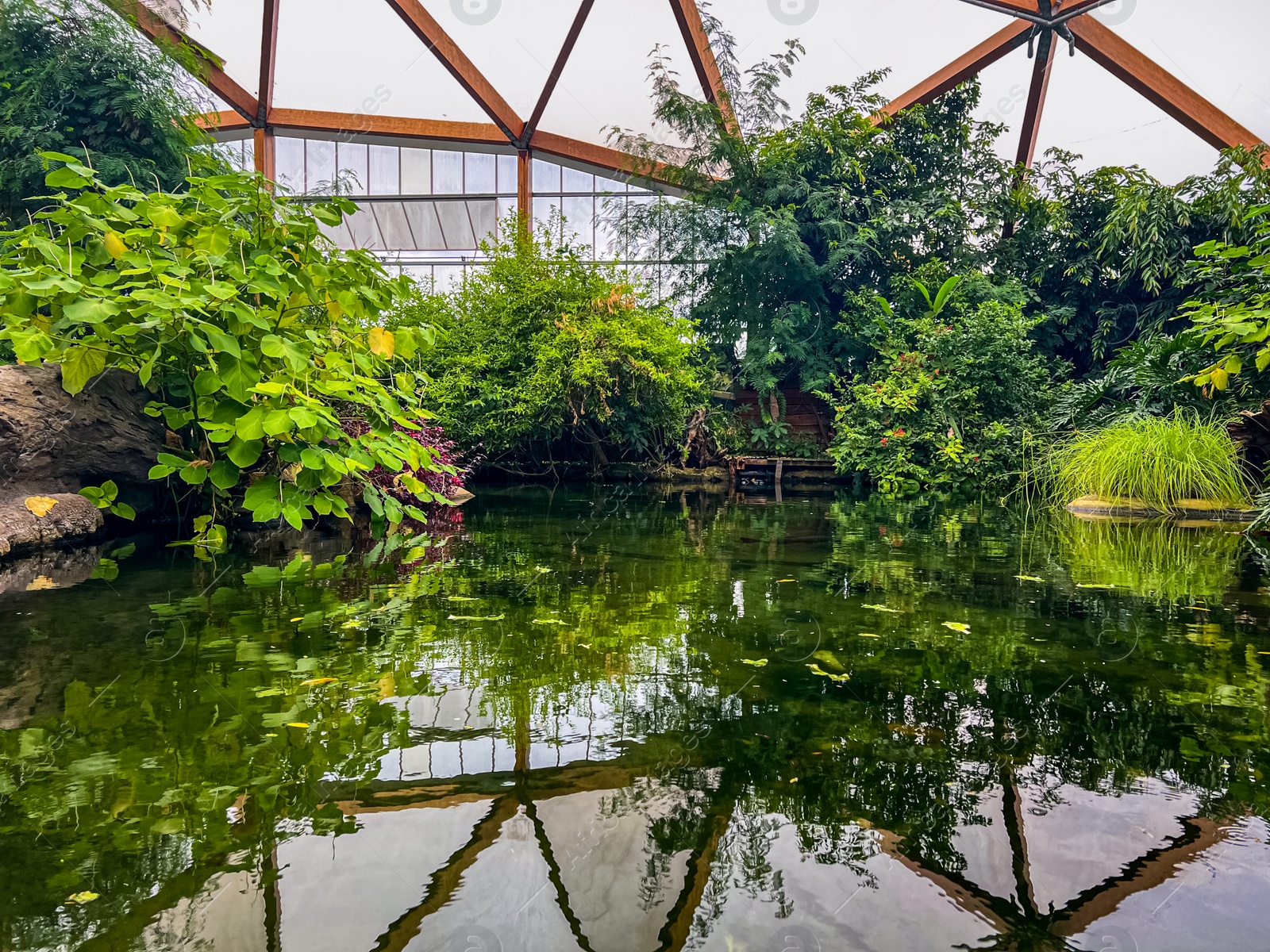 Photo of Different tropical plants near pond in greenhouse