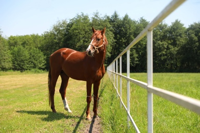 Chestnut horse in paddock on sunny day. Beautiful pet