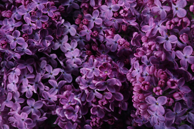 Photo of Beautiful purple lilac flowers as background, closeup