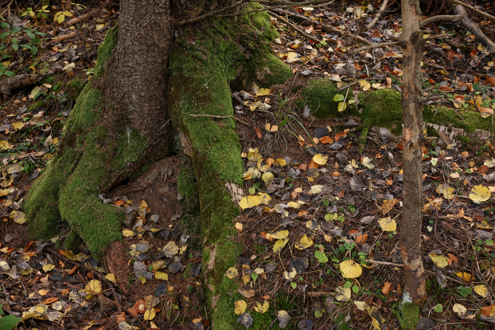 Photo of Tree roots covered with moss visible through soil in autumn forest