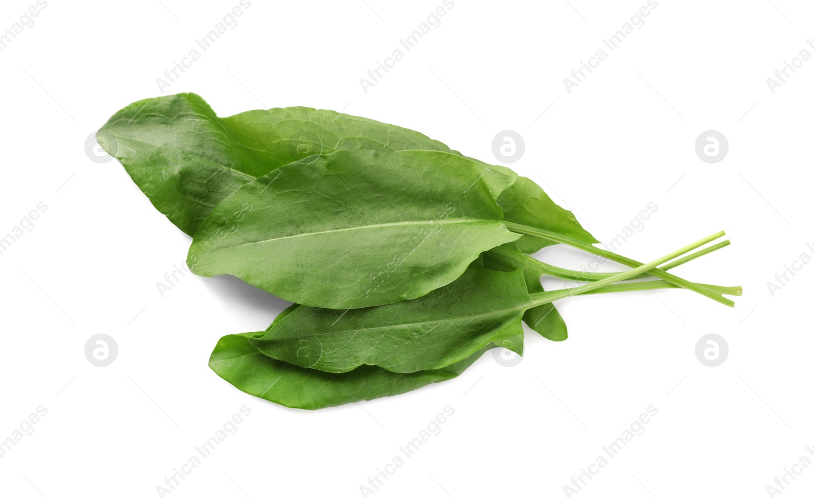 Photo of Bunch of fresh green sorrel leaves on white background, above view