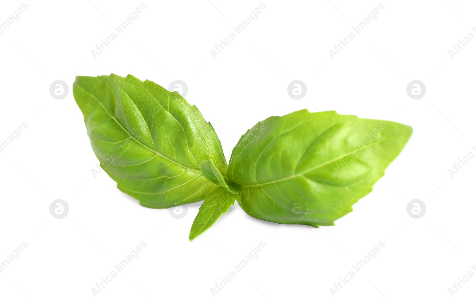 Photo of Fresh green basil leaves isolated on white