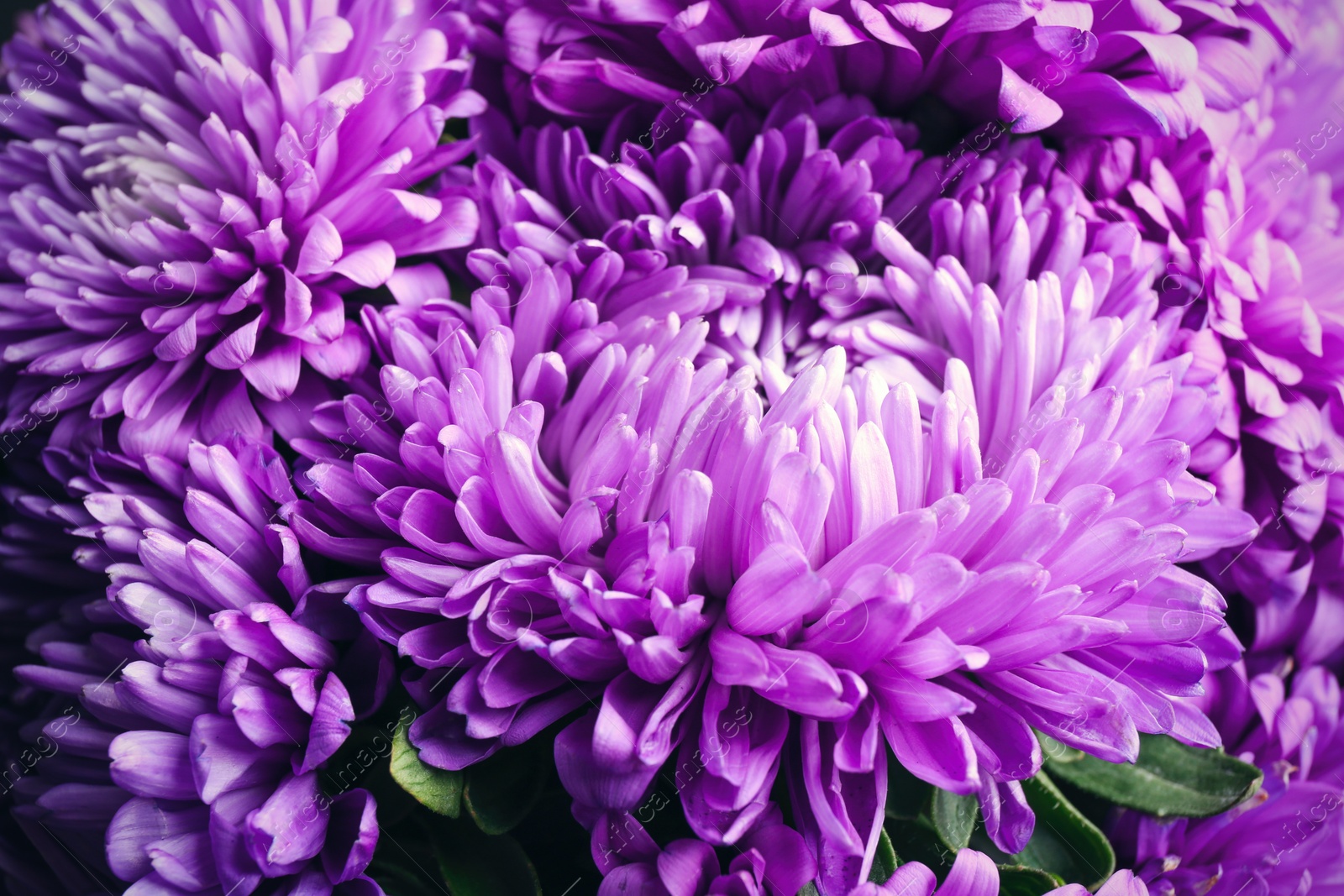 Photo of Beautiful purple asters as background, closeup. Autumn flowers