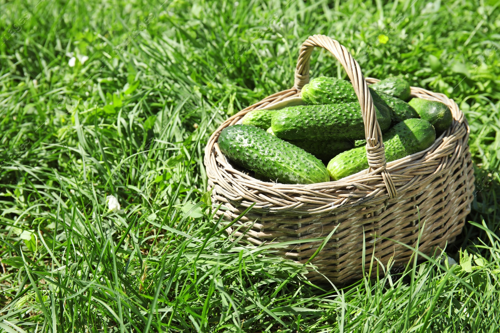 Photo of Wicker basket with ripe fresh cucumbers on green grass