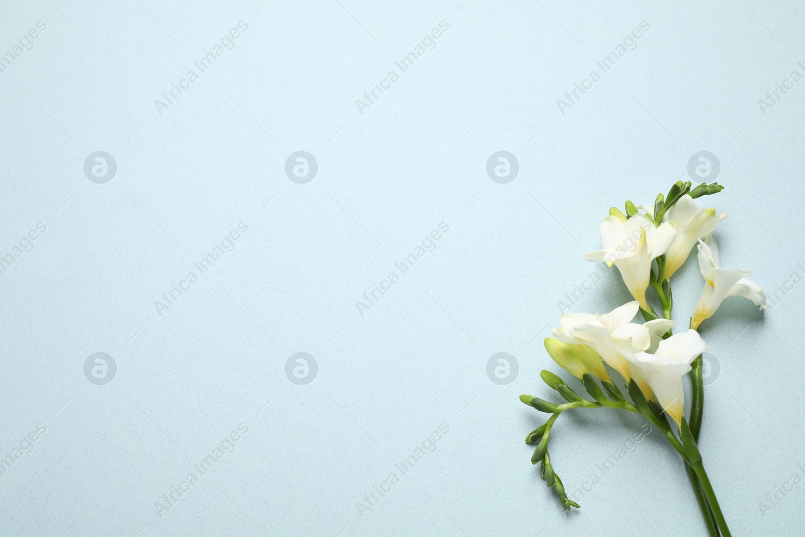 Photo of Beautiful freesia flowers on light blue background, top view. Space for text