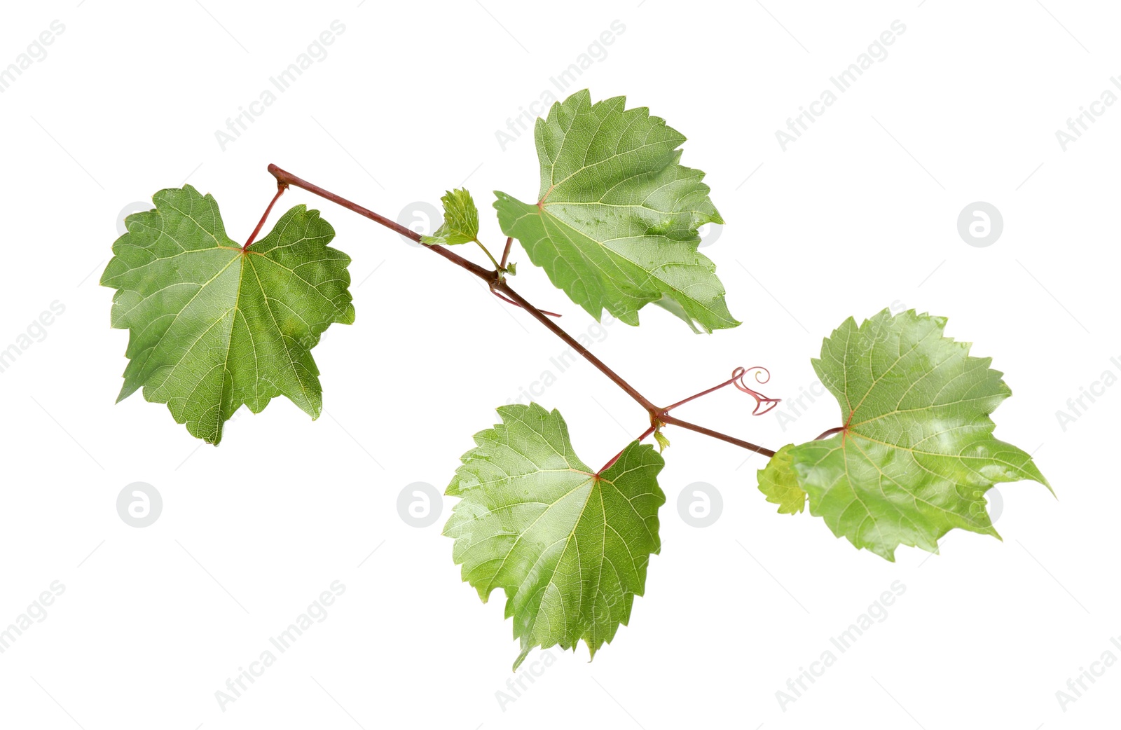 Photo of Fresh green grape leaves on white background