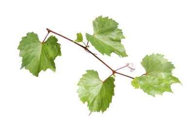 Fresh green grape leaves on white background