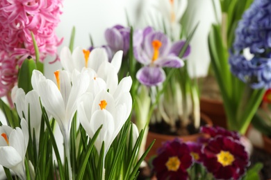 Different beautiful flowers on light background, closeup